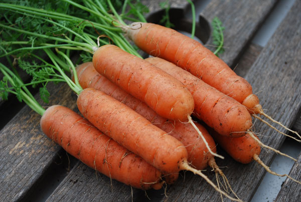 Growing-Carrots-UK