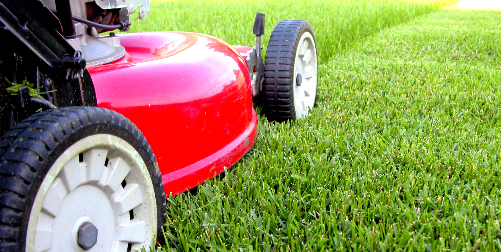 How to Care for Your Lawn Turf | Gardening Blog | Bury Hill Blog