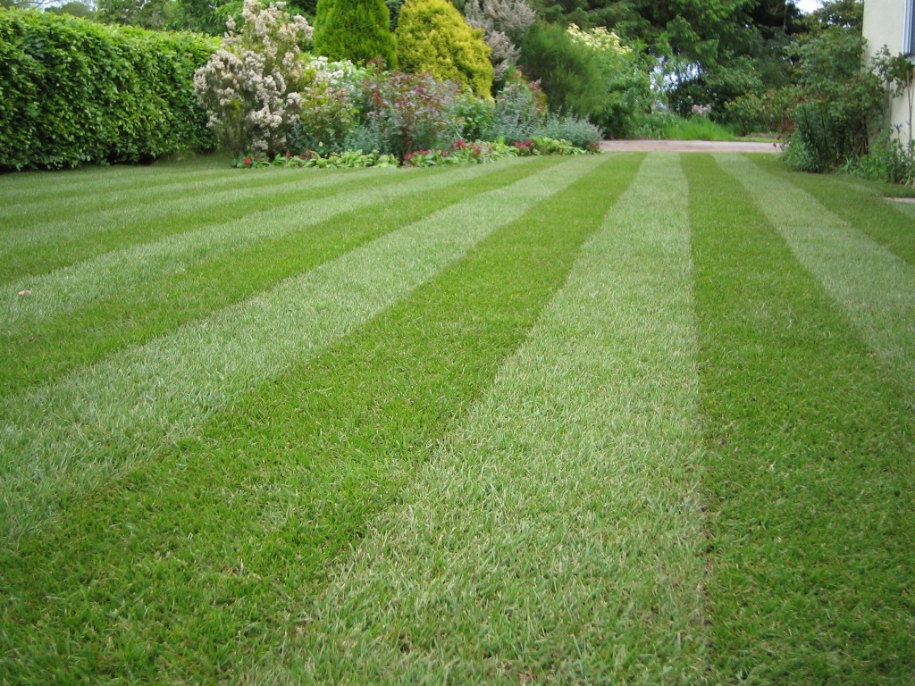 stripy-lawn