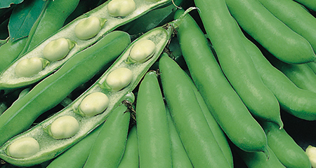 Grow-Broad-Beans-at-Home