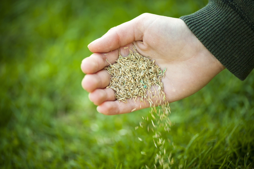 how to sow grass seeds