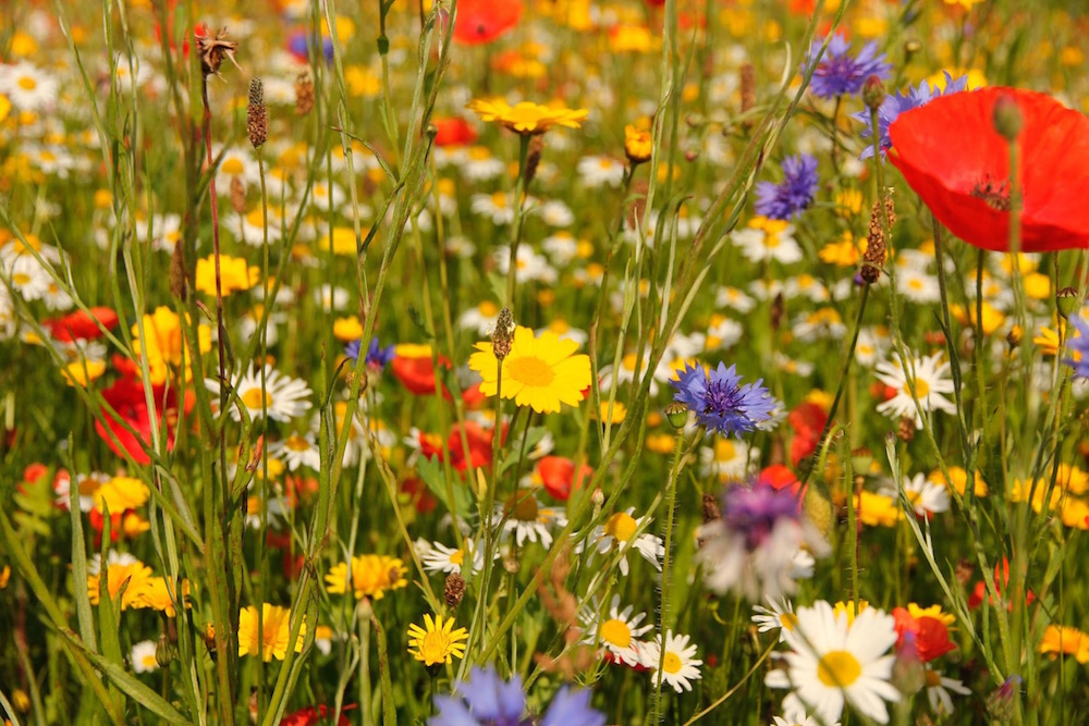 Planting Wildflowers