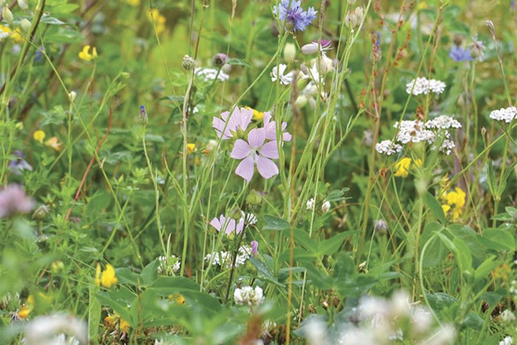 Birds & Bees Wildflowermat (90/10 Native Flowers/Grasses)