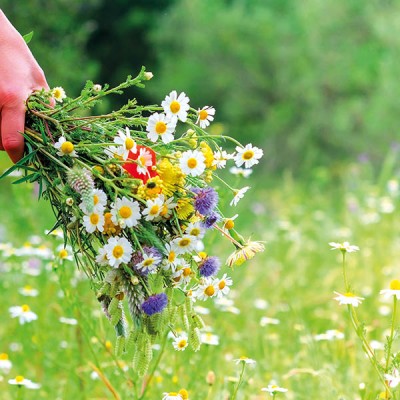 TRADITIONAL WILDFLOWER SEED MIXTURES