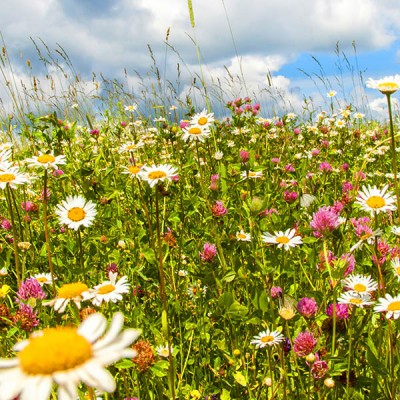 WILDFLOWER TURF