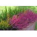 Ericaceous BS Topsoil