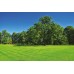 Organic Lawn Renovation Mix (50/50) 4mm