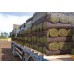 Premium Rye Lawn Turf