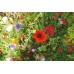 CS7 / Floral Canvas