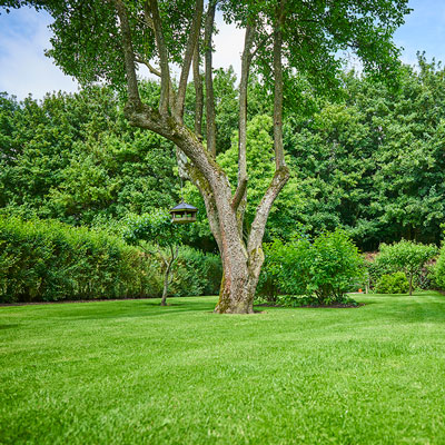 LAWN TOPSOIL