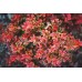 Tree & Shrub Planting Mix