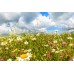 Birds & Bees WildflowerMat (100% Native Flowers)