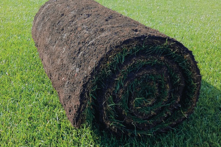 Premium Rye Lawn Turf