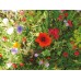 Cornfield Annuals Mixture  - 1kg Bag