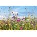 Cornfield Annuals Mixture  - 1kg Bag