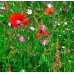 Birds & Bees Wildflowermat (90/10 Native Flowers/Grasses)