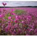 Cottage Garden Wildflowermat