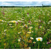 Cottage Garden Wildflowermat