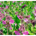 Cottage Garden Wildflowermat