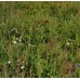 Floral Focus Wildflowermat (100% Native, Grown on Substrate)