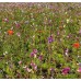 Floral Focus Wildflowermat (100% Native, Grown on Substrate)