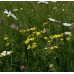 Traditional Meadow Wildflowermat