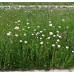 Traditional Meadow Wildflowermat
