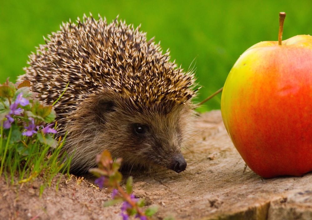 garden wildlife