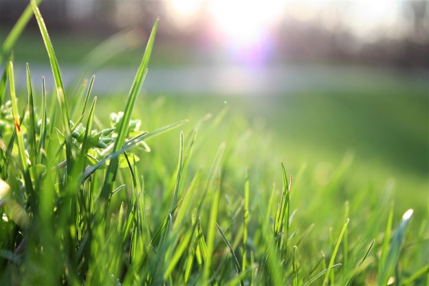 bring your grass back to life
