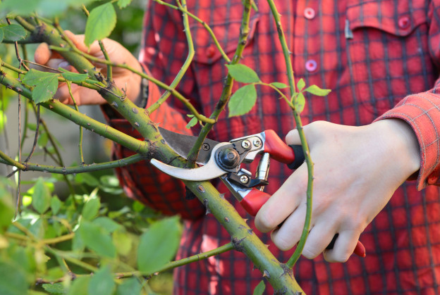 How to keep your garden tidy